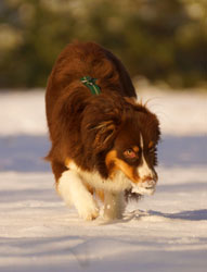 Hundebetreuung Friedrichshain 1